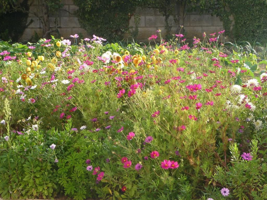 Chambre D'Hote Fleur De Potager Ле-Сабль-д’Олон Экстерьер фото